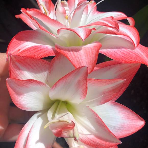 mariarentetia2
